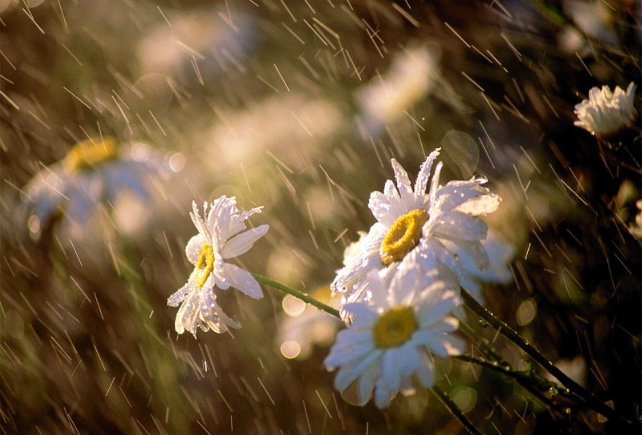 Karikakrad vastu pikest